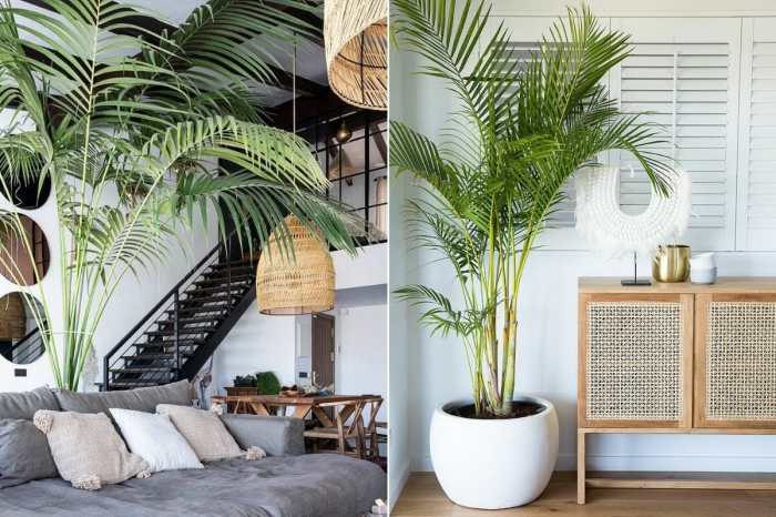 How to decor living room with plants